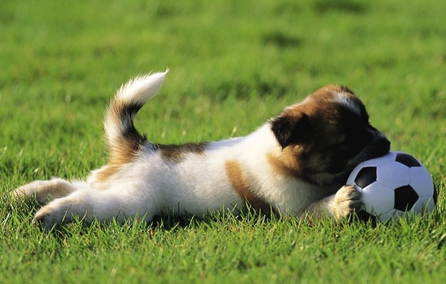 cute puppy with ball