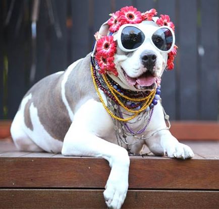 fashion_dog1