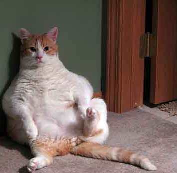 fat cat sitting near door