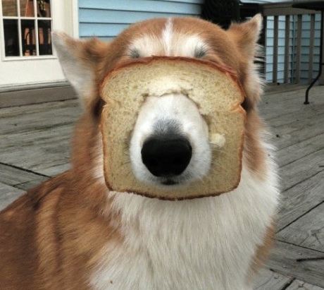 funny dog with bread