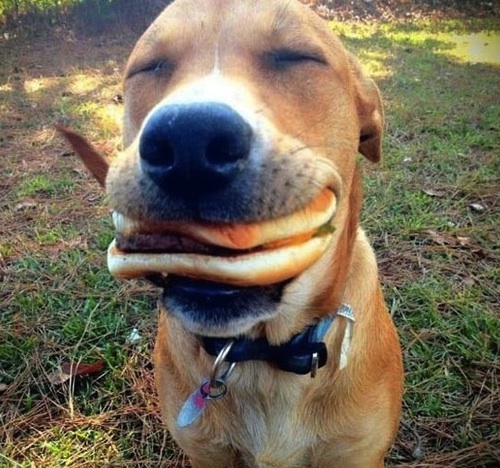funny dog with burger