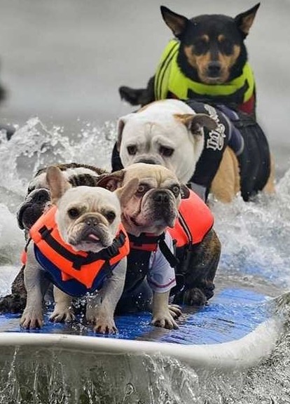 funny dogs surfing