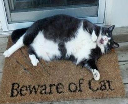 funny fat cat on doormat