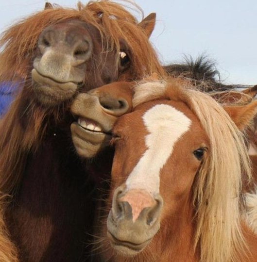 funny horses