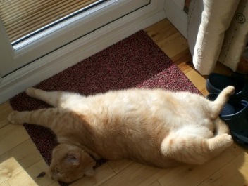 funny orange cat on doormat