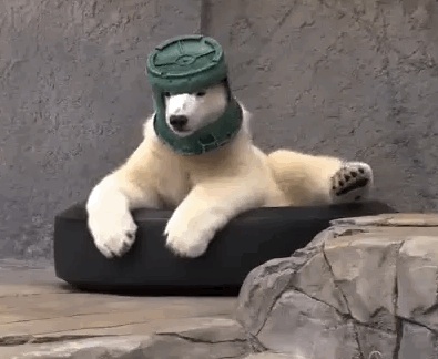 funny polar bear