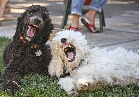 funny poodles laughing