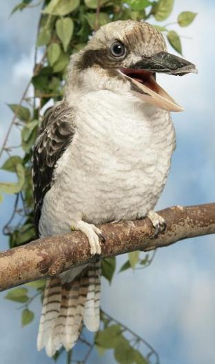 laughing kookaburra