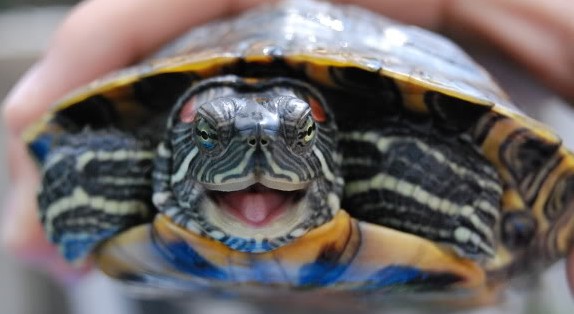 laughing-turtle