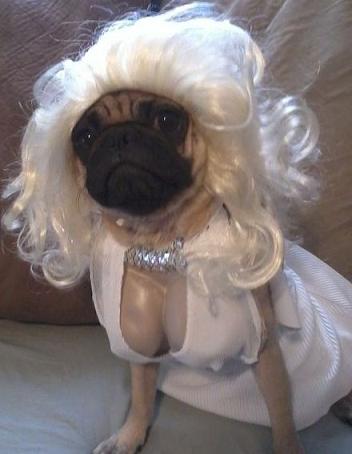 marilyn monroe look alike