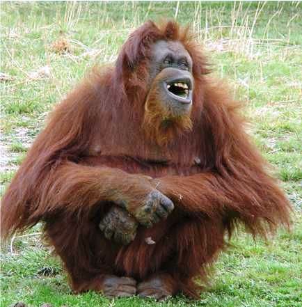orang utan laughing
