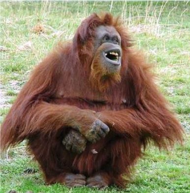 orang utan laughing