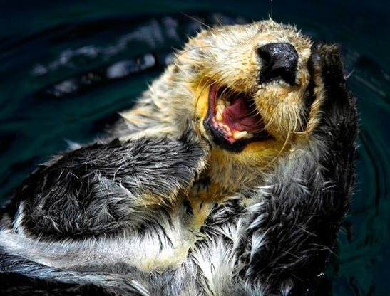 otter laughing.jpg