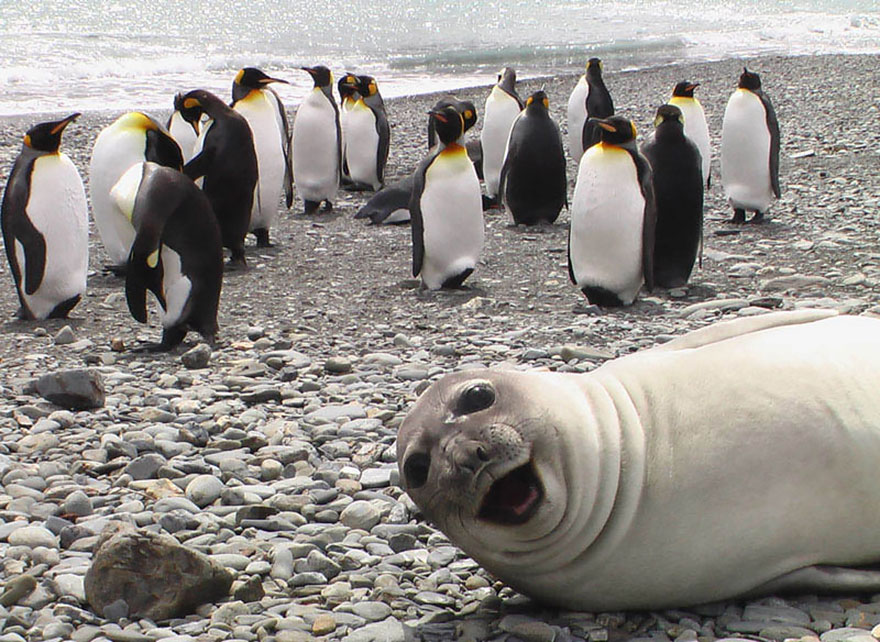 seal and penguins