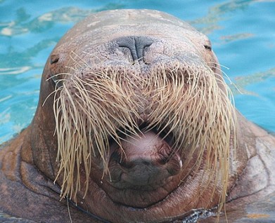 sealion with mustache