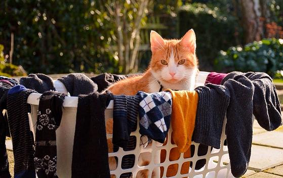 cat in laundry basket.jpg