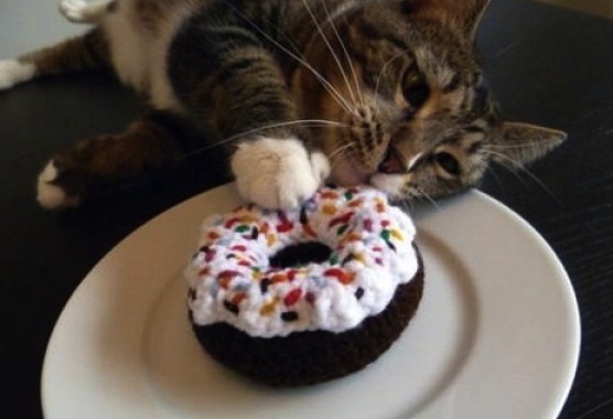 cat with donut