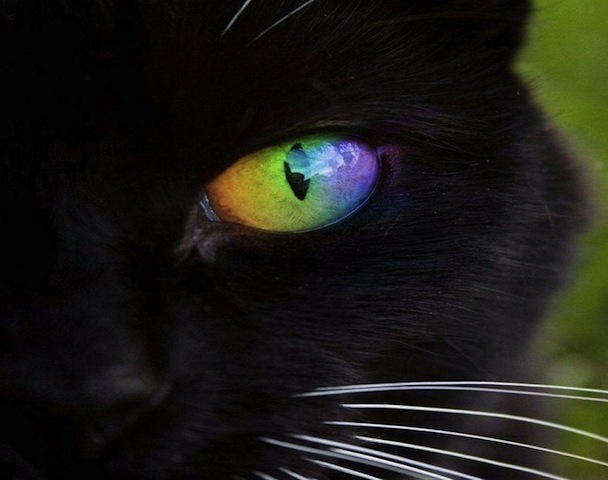 cat with rainbow eyes-2