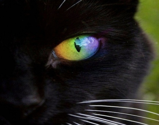 cat with rainbow eyes-2