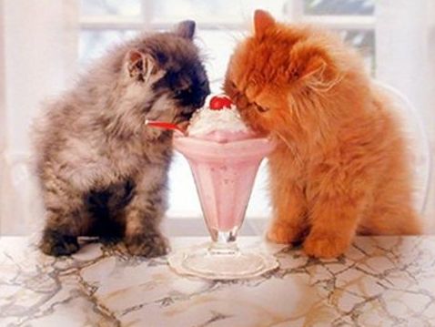 cats love milk shake