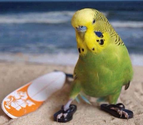 cute bird wearing flip flops