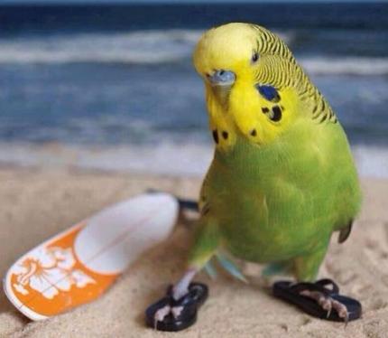 cute bird wearing flip flops
