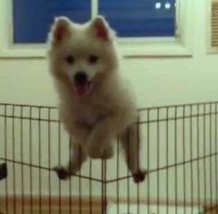 cute dog climb over fence