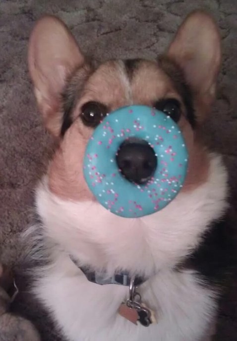 cute puppy with blue donut