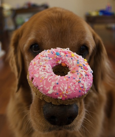 cute retriever wtih pink donut