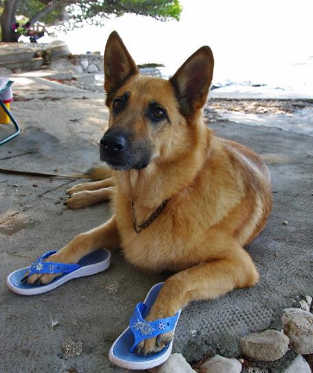 cute shepherd wearing flip flops