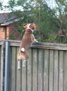 dog climb over fence