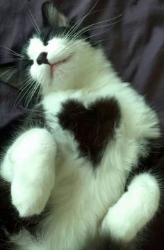 funny cat with black heart