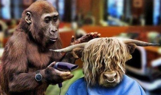 funny hair stylist