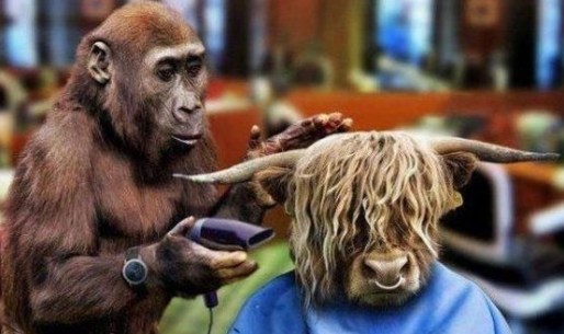 funny hair stylist