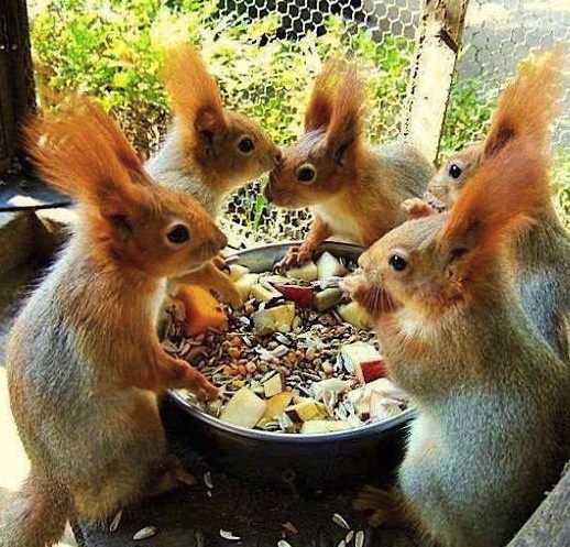 funny squirrels eating together
