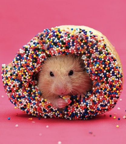 hamster loves donut