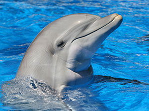 happy-smiling-dolphin