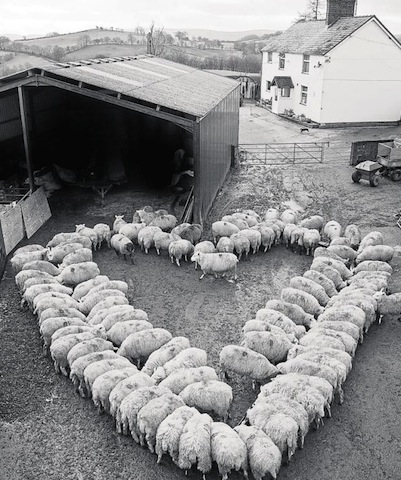 heart of lambs