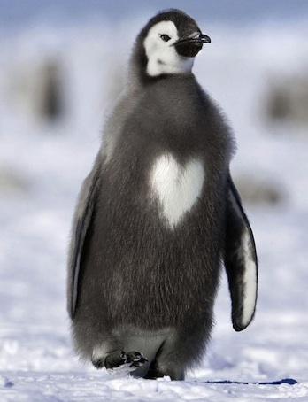 penguin with heart shape.jpg