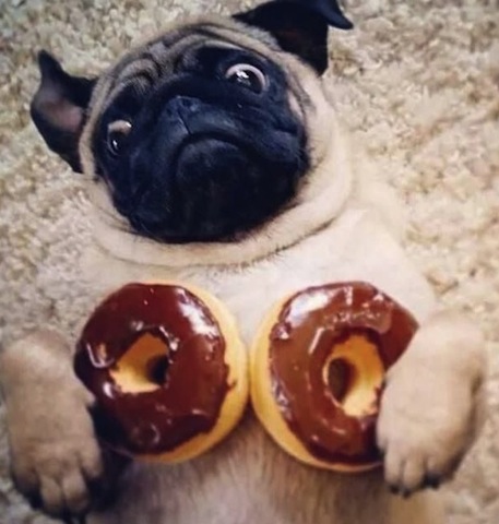 pug with donuts