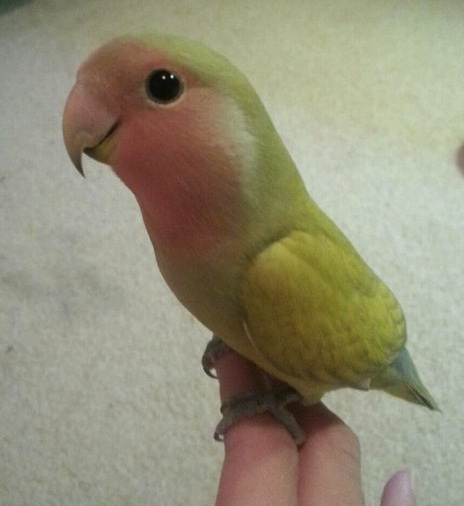 smiling bird
