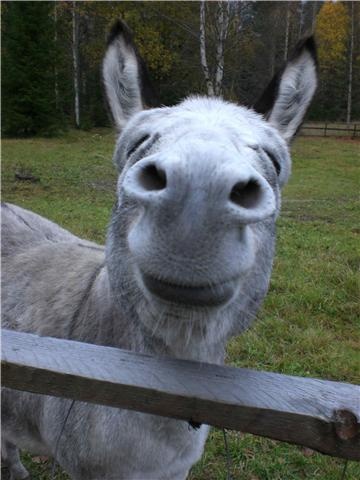 smiling donkey