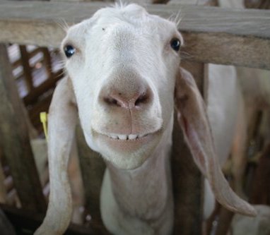 smiling-goat13