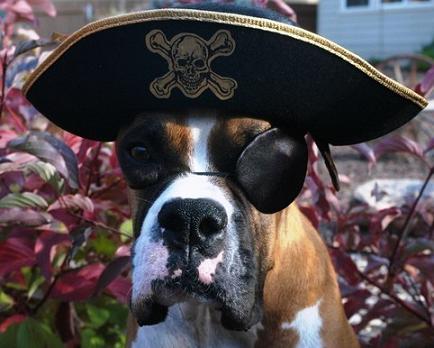 The-Pirate-Dog