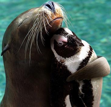 animal-hugs-5