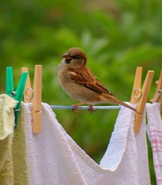 bird on clothes line.jpg