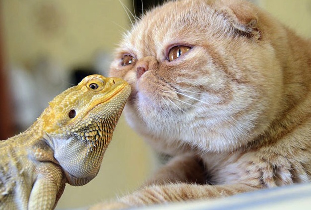 cat and iguana