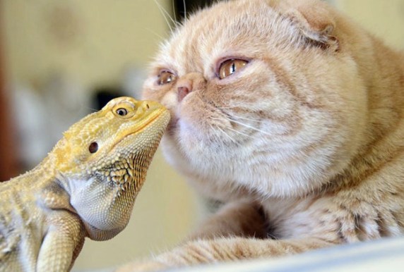 cat and iguana
