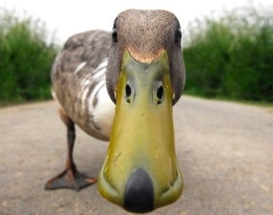 curious duck.jpg
