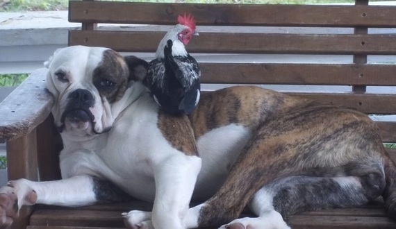 cute bulldog and rooster
